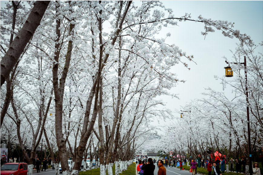 櫻花大道3.png 櫻花大道3.png